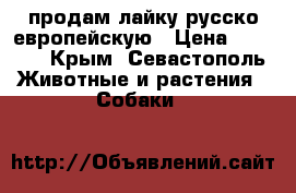 продам лайку русско-европейскую › Цена ­ 6 000 - Крым, Севастополь Животные и растения » Собаки   